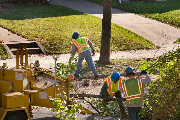 Kansas City, KS Tree Removal and Landscaping Services Company